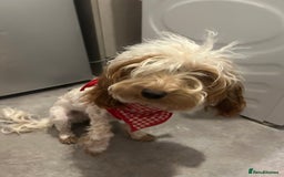 Cavapoo dogs for sale: Beautiful Apricot Cavapoo –✨🐶 - Advert 2