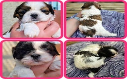 Shih Tzu dogs for sale: Shih Tzu girls–Licensed Breeder–Ready soon  - Image 1