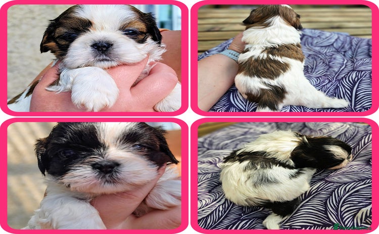 Shih Tzu dogs - Advert 2