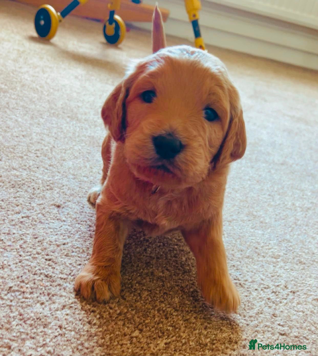 Goldendoodle dogs Outstanding F1 Standard GoldenDoodles - Advert 1