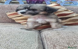 Chinese Crested dogs for sale: 5 beautiful Chinese crested puffs 3 girls 2 boys - Image 29