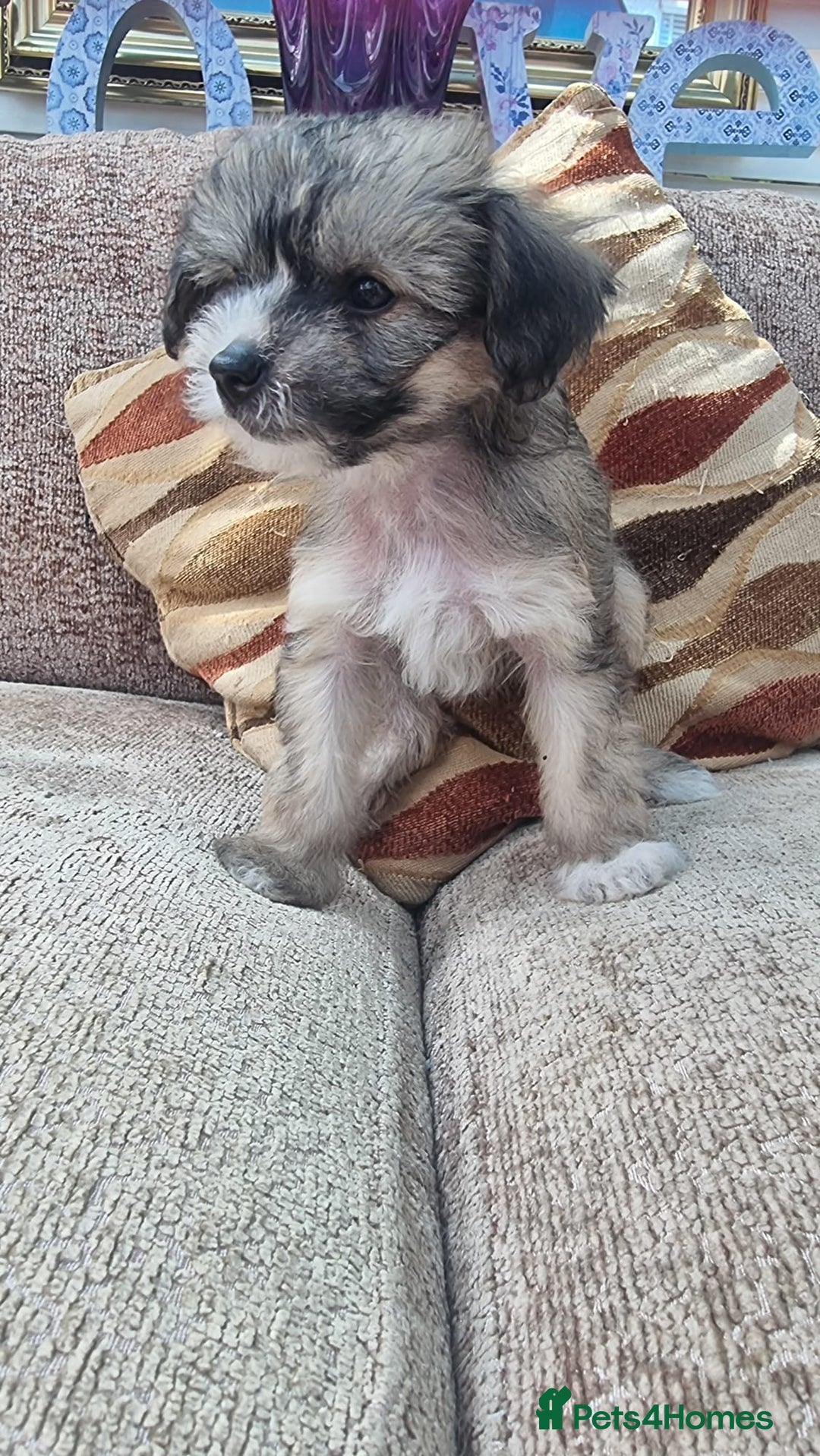 Chinese Crested dogs for sale: 5 beautiful Chinese crested puffs 3 girls 2 boys - Image 29