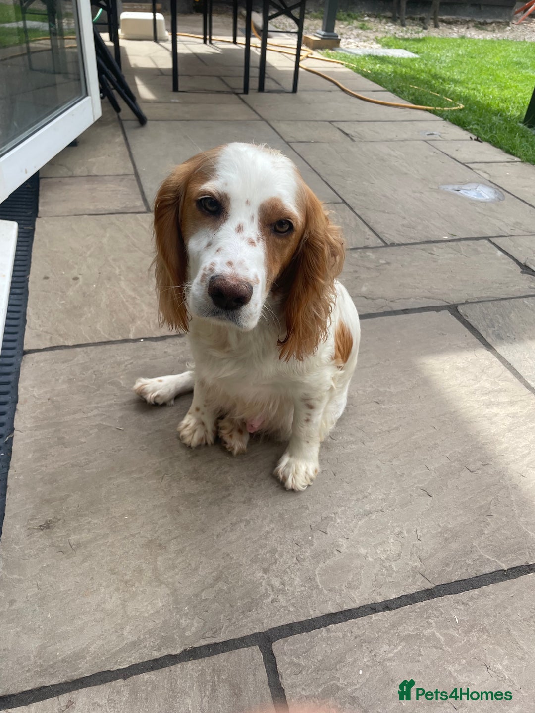 Cocker Spaniel dogs for sale: Working Cocker Spaniel Puppies - Image 11
