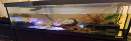Axolotl reptiles for sale: Axanthic, copper and wild axolotls - Advert 1