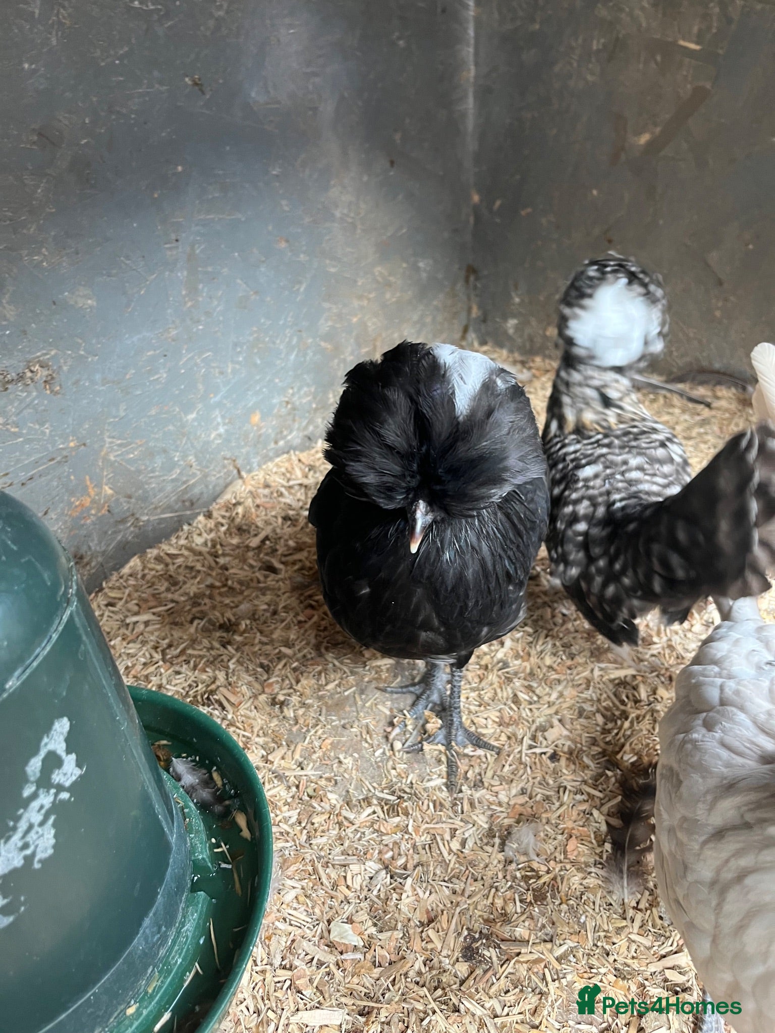 Chickens poultry Polish Pullets, Orpington  - Advert 16