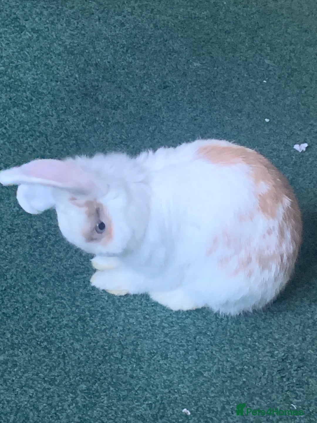Dwarf Lop rabbits for sale: Small dwarf rabbit  - Image 2