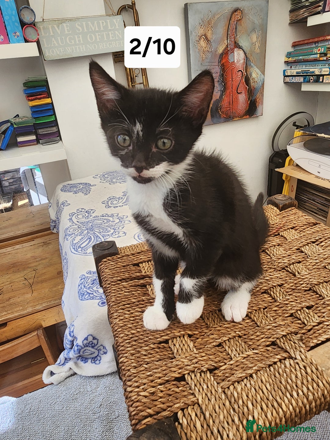 Bombay cats for sale: Bombay X Siberian kittens - Image 6