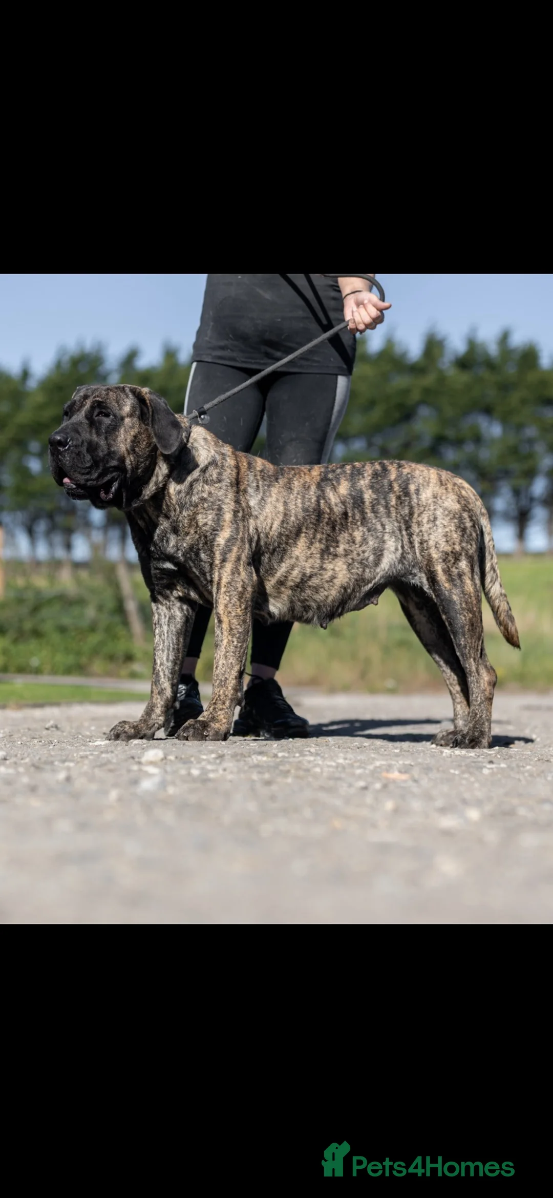 Presa Canario dogs for sale: Presa Canario pups  in Middlesbrough - Advert 7