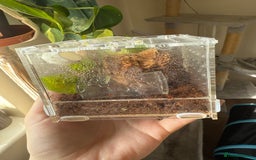 Spiders invertebrates for sale: Bahamas jumping spider - Image 3