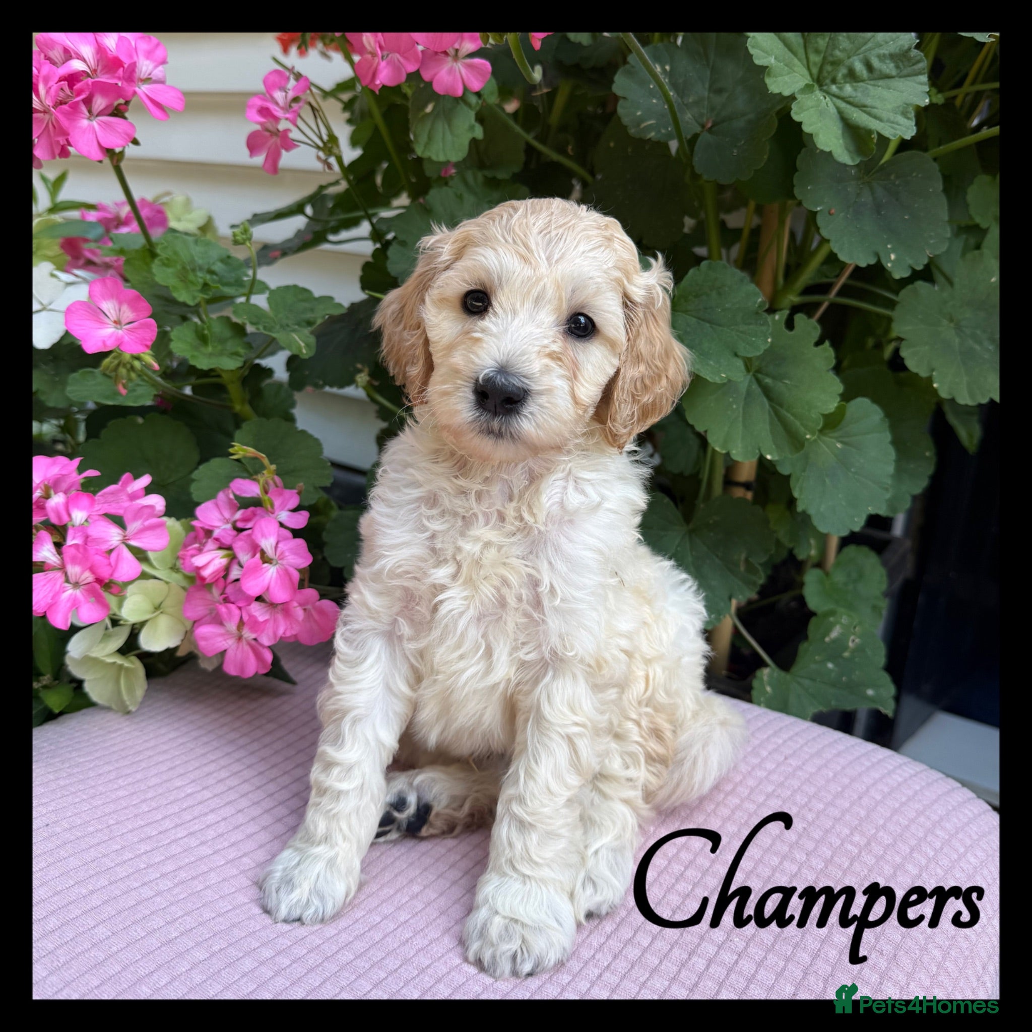 Labradoodle dogs 🌈CAN STAY FOR UPCOMING HOLS🌈OUTSTANDING PUPS🌈 - Advert 1