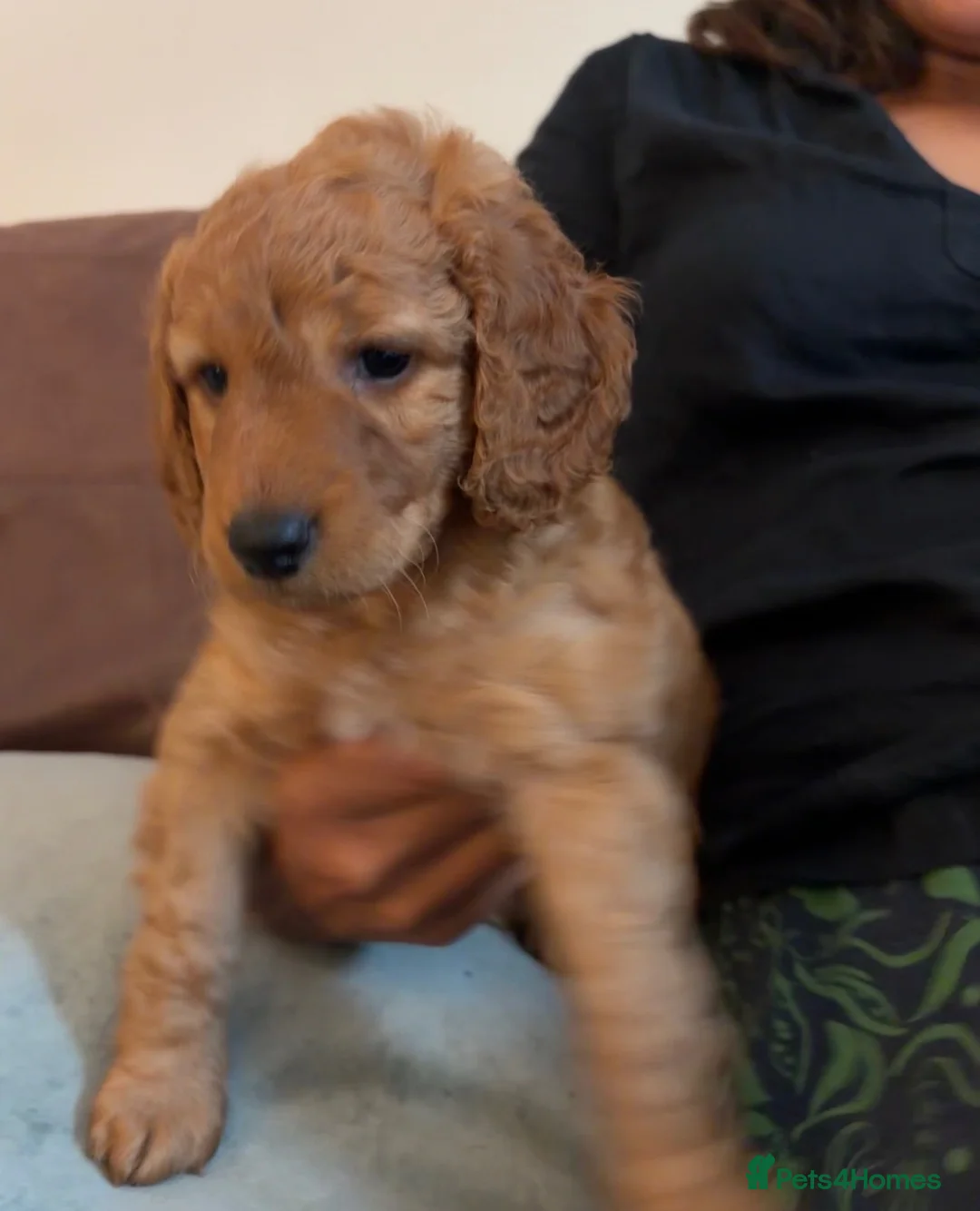 Mixed Breed dogs for sale: Cockapoo × Australian Labradoodle Puppies  in Redruth - Advert 2
