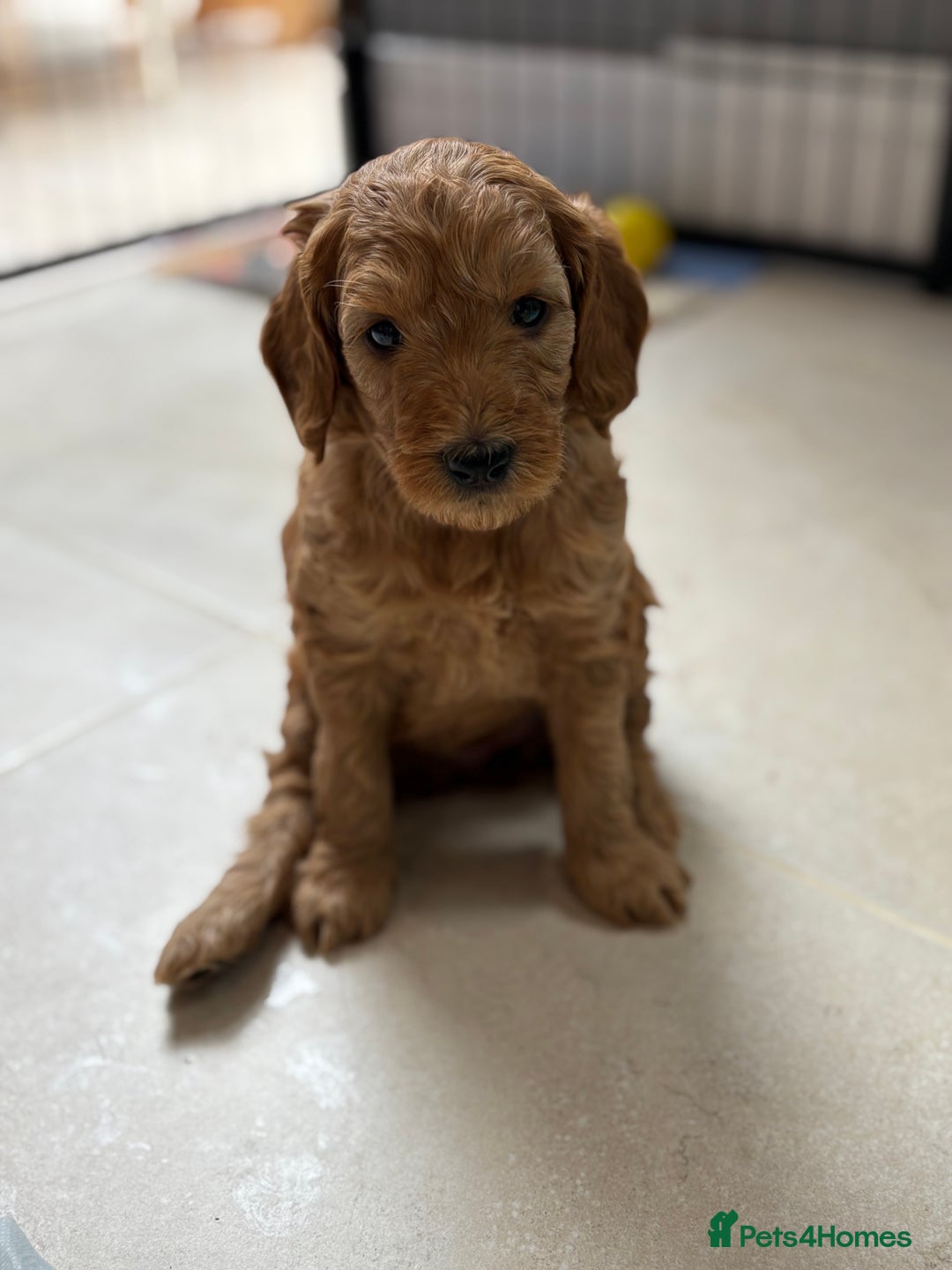 Goldendoodle dogs for sale: Stunning F2B Goldendoodles - Image 4