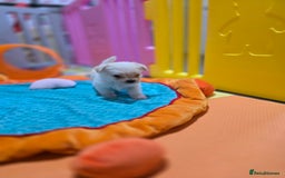 Mixed Breed dogs for sale: F1 Malchi puppys from health tested parents  - Image 12
