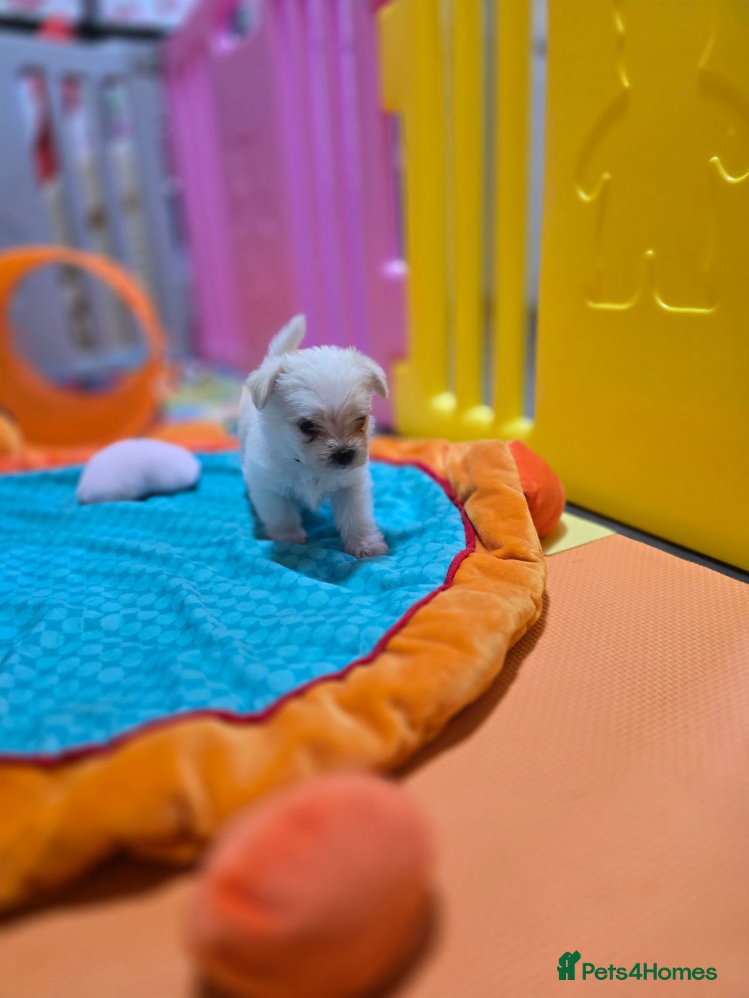 Mixed Breed dogs for sale: F1 Malchi puppys from health tested parents  - Image 12