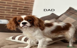 Cavapoo dogs for sale: Gorgeous Cavapoo's - Image 14
