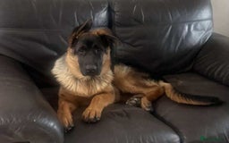 German Shepherd dogs for sale: German Shepherds looking for new homes  - Image 2