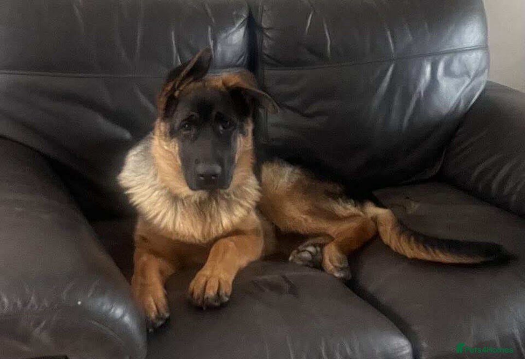 German Shepherd dogs for sale: German Shepherds looking for new homes  - Image 2