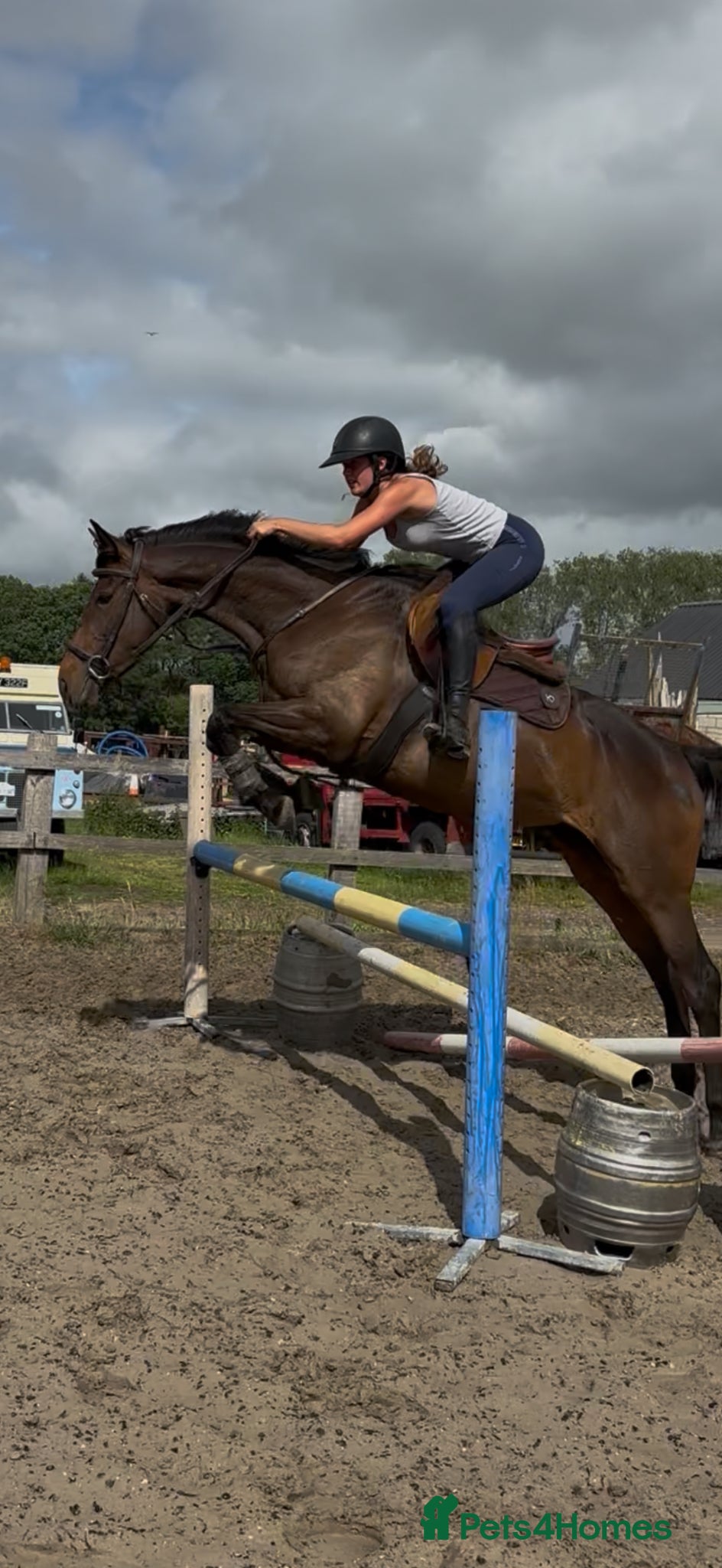 Irish Thoroughbred horses A jumping machine for exp teenage  - Advert 17
