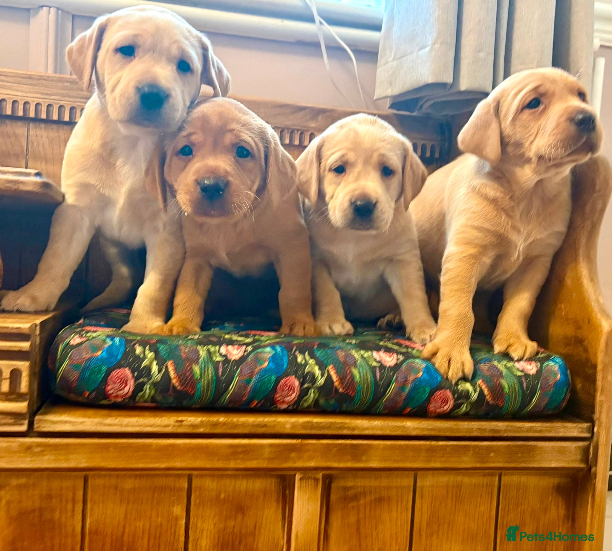 Labrador Retriever dogs for sale: Kc Labrador puppies - Advert 3