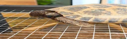 Tortoise reptiles for sale: Horsefield Tortoise  in Newquay - Advert 2