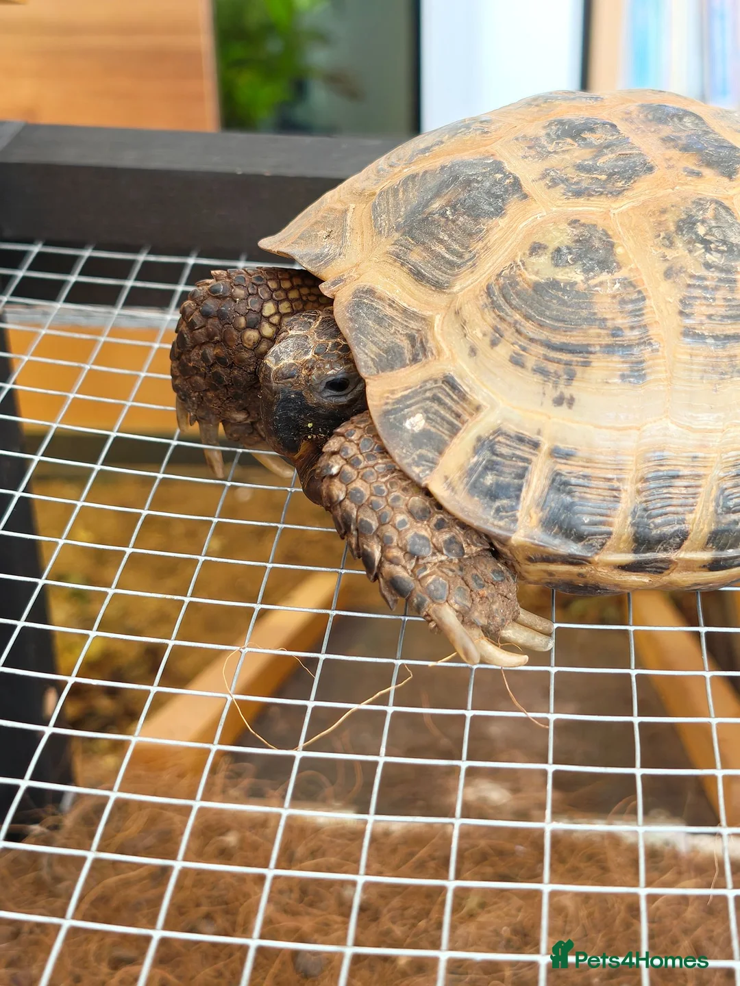 Tortoise reptiles for sale: Horsefield Tortoise  in Newquay - Advert 2