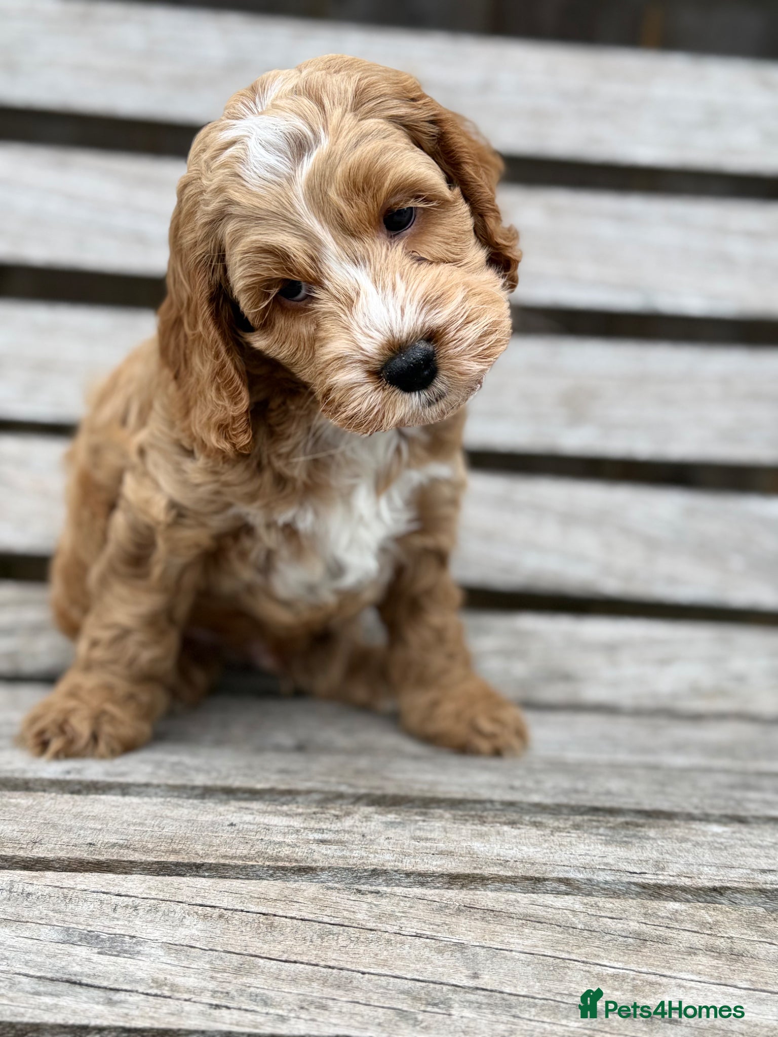 Cockapoo dogs F1 cockapoo puppies - Advert 13