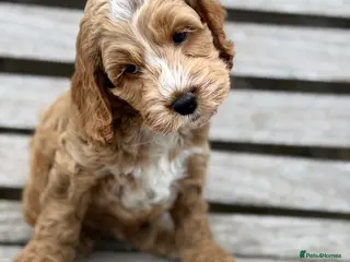 Cockapoo dogs F1 cockapoo puppies - Advert 13