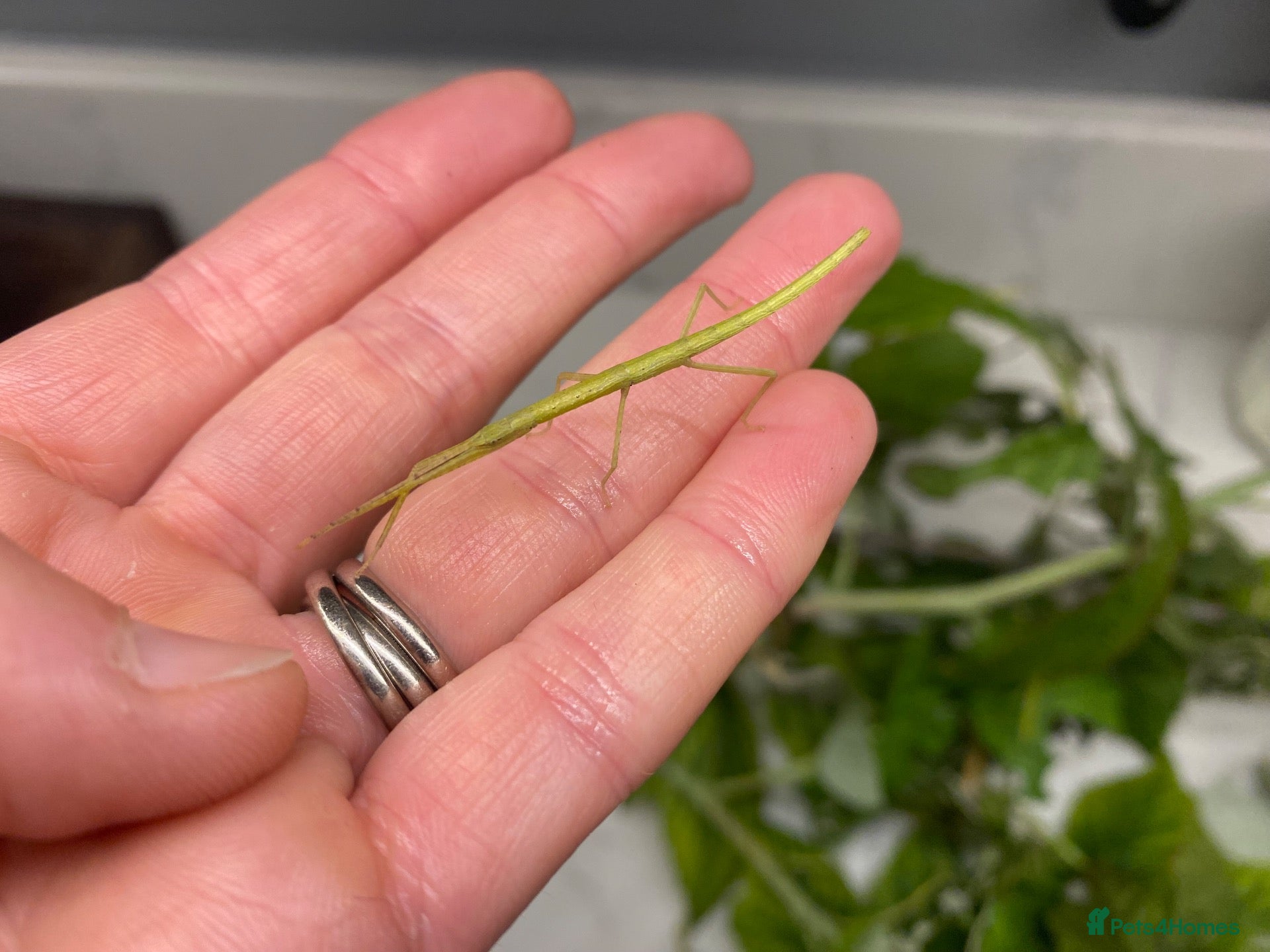 Stick Insects invertebrates Indian stick insects - Advert 4