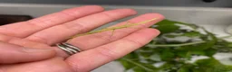 Stick Insects invertebrates for sale: Indian stick insects in Gloucester - Advert 1