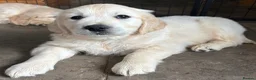 Golden Retriever dogs for sale: KC golden retriever pups health tested parents  - Advert 3