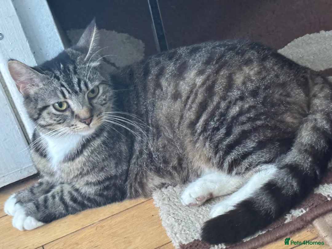 Mixed Breed cats for sale: 2 years old female cat  in Walsall - Advert 1