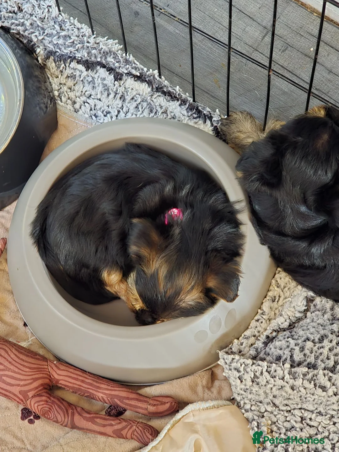 Yorkshire Terrier dogs for sale: 4 amazing yorkies 2 girls 2 boys  - Advert 15