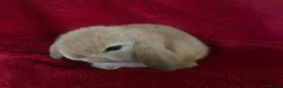 Mini Lop rabbits for sale: Adorable Mini Lop Rabbits - Advert 8