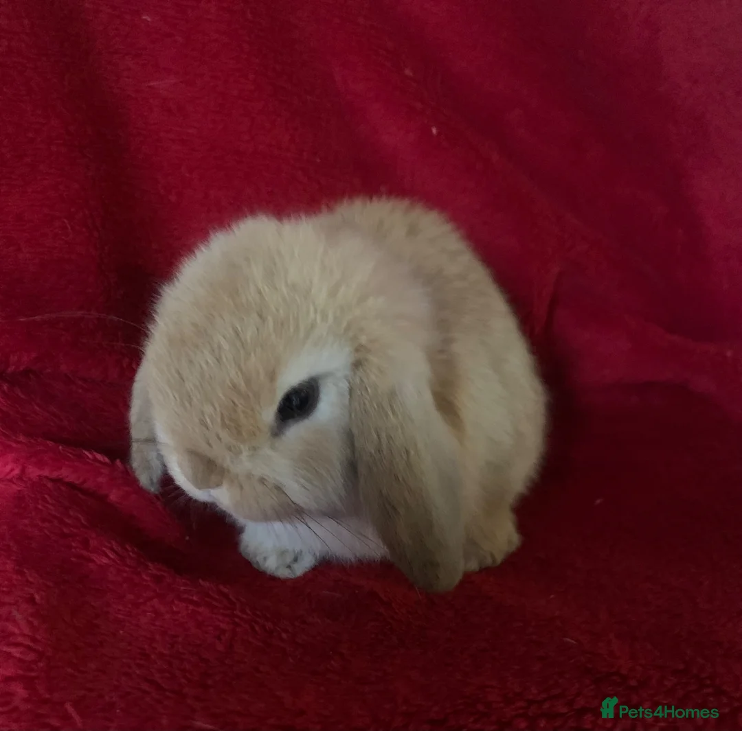 Mini Lop rabbits for sale: Adorable Mini Lop Rabbits - Advert 8