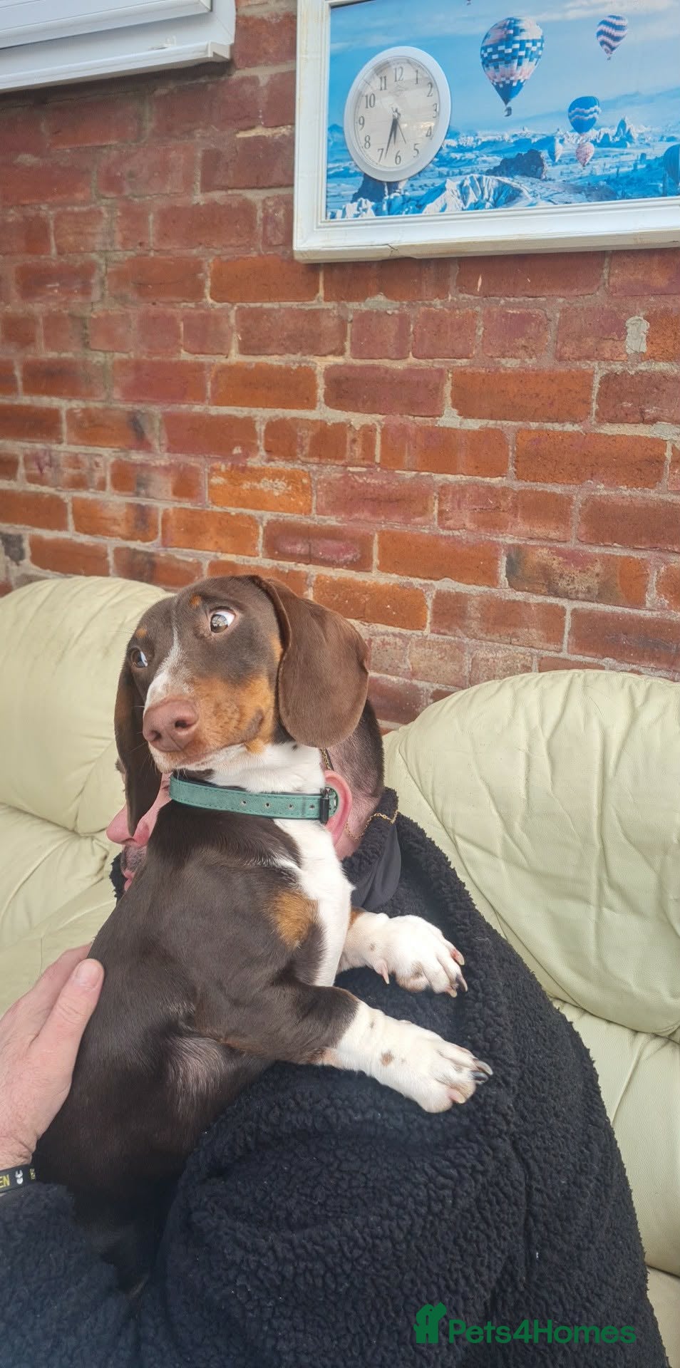 Dachshund dogs Billy is looking for a new home - Advert 1