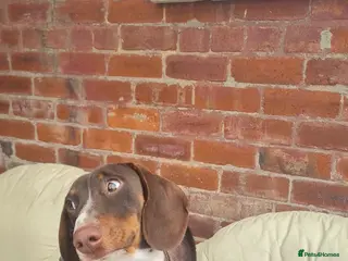 Dachshund dogs Billy is looking for a new home - Advert 1