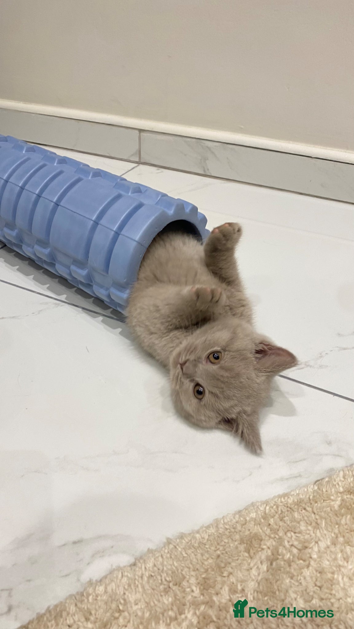 British Shorthair cats 🐱🥇2LEFT Gorgeous Full Ped BSH Kitten champLine🩸 - Advert 2