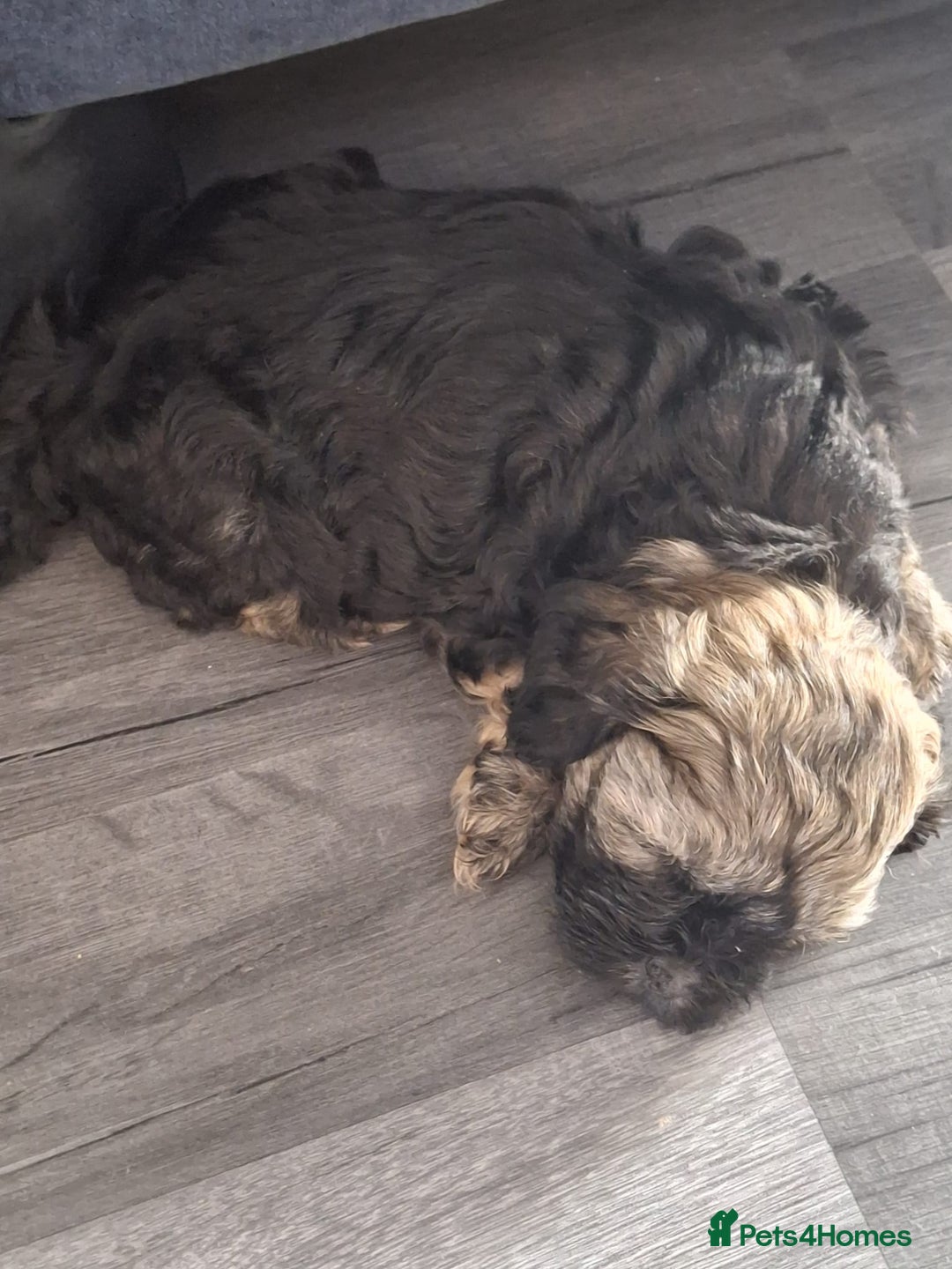 Shihpoo dogs for sale: Shih-poo on shih-poo Puppies  - Image 11