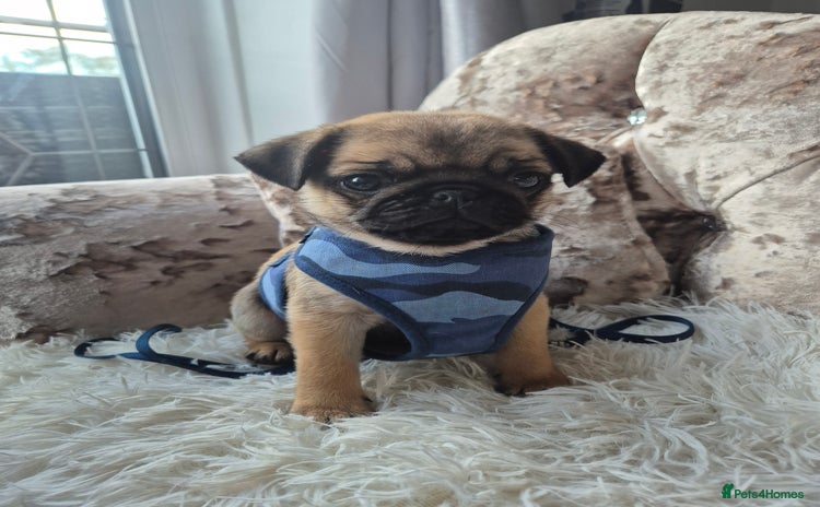 Pug dogs - Advert 4