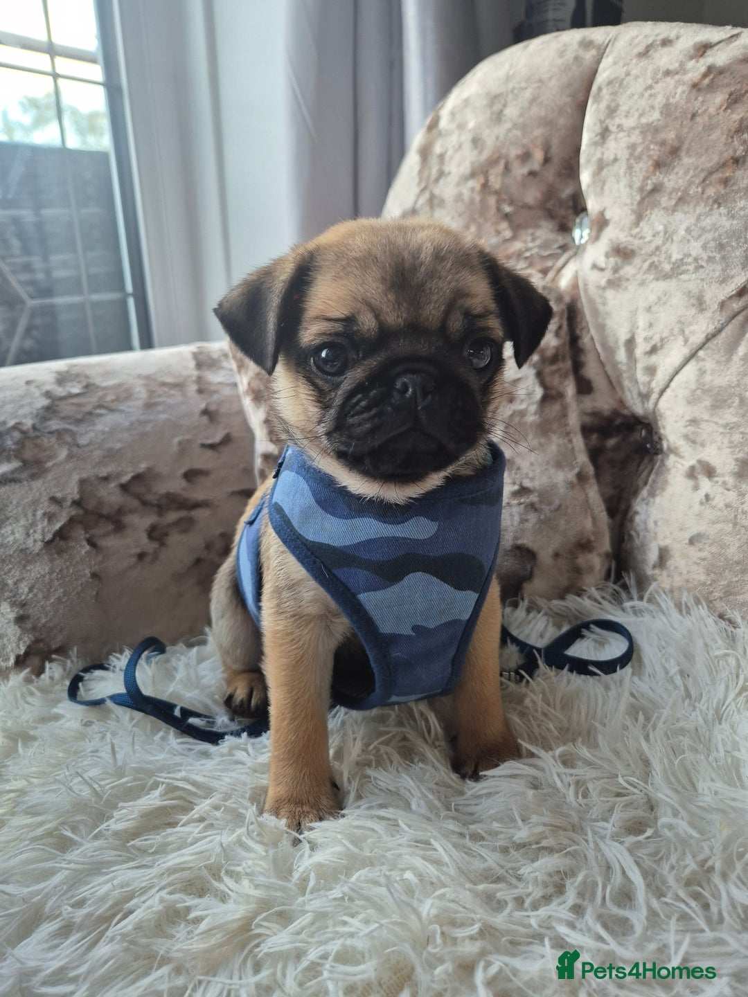 Dogs Pug Cross Cavalier Puppies For Sale Pugalier Pug And King
