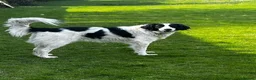 Pyrenean Sheepdog dogs for adoption: Beautiful Bamboo - Karachan Mix - Advert 3