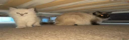Ragdoll cats for sale: Kittens  in Dumfries - Advert 7