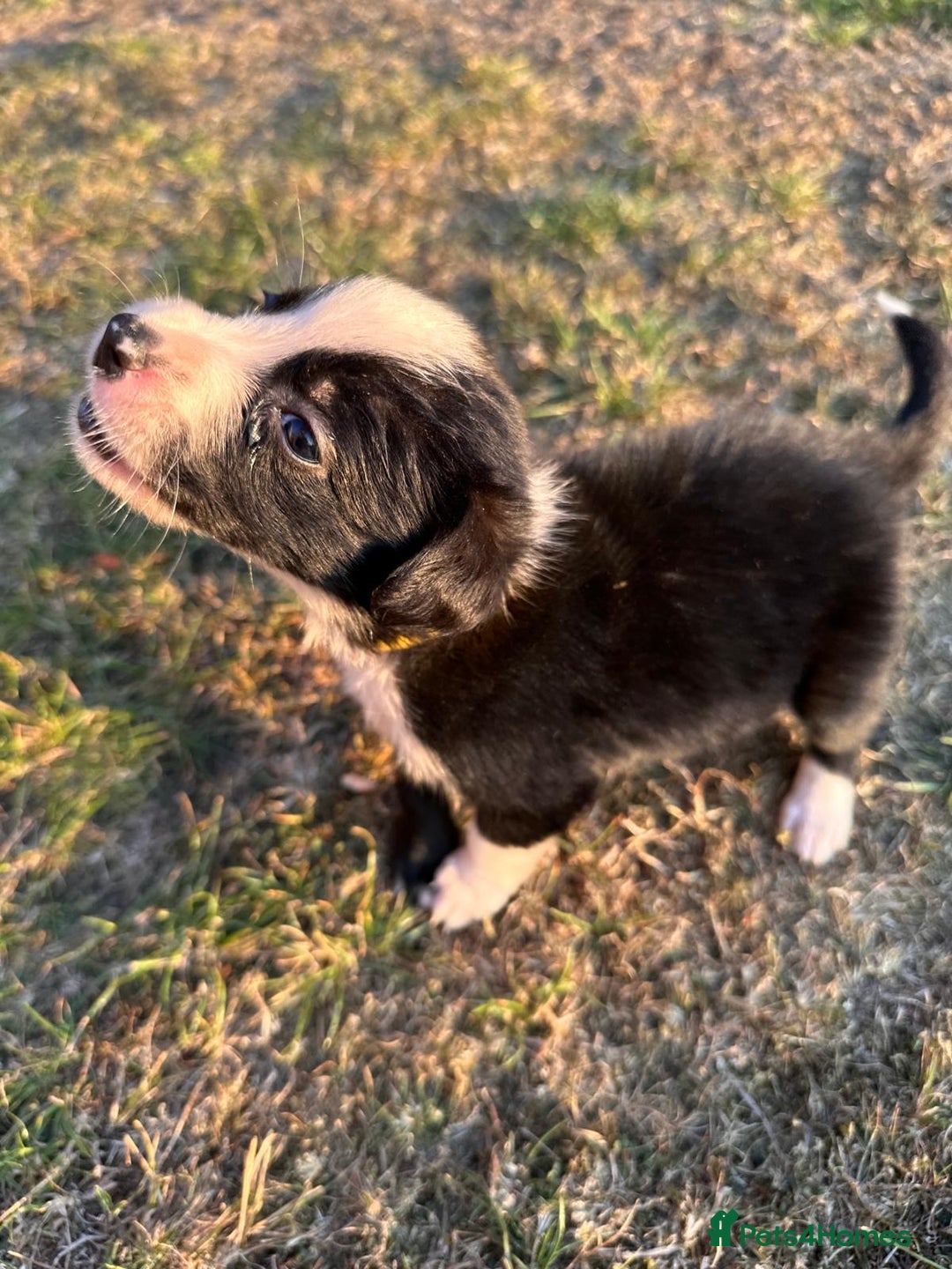 Border Collie dogs for sale: 10 Beautiful Border Collie Puppies - Image 30