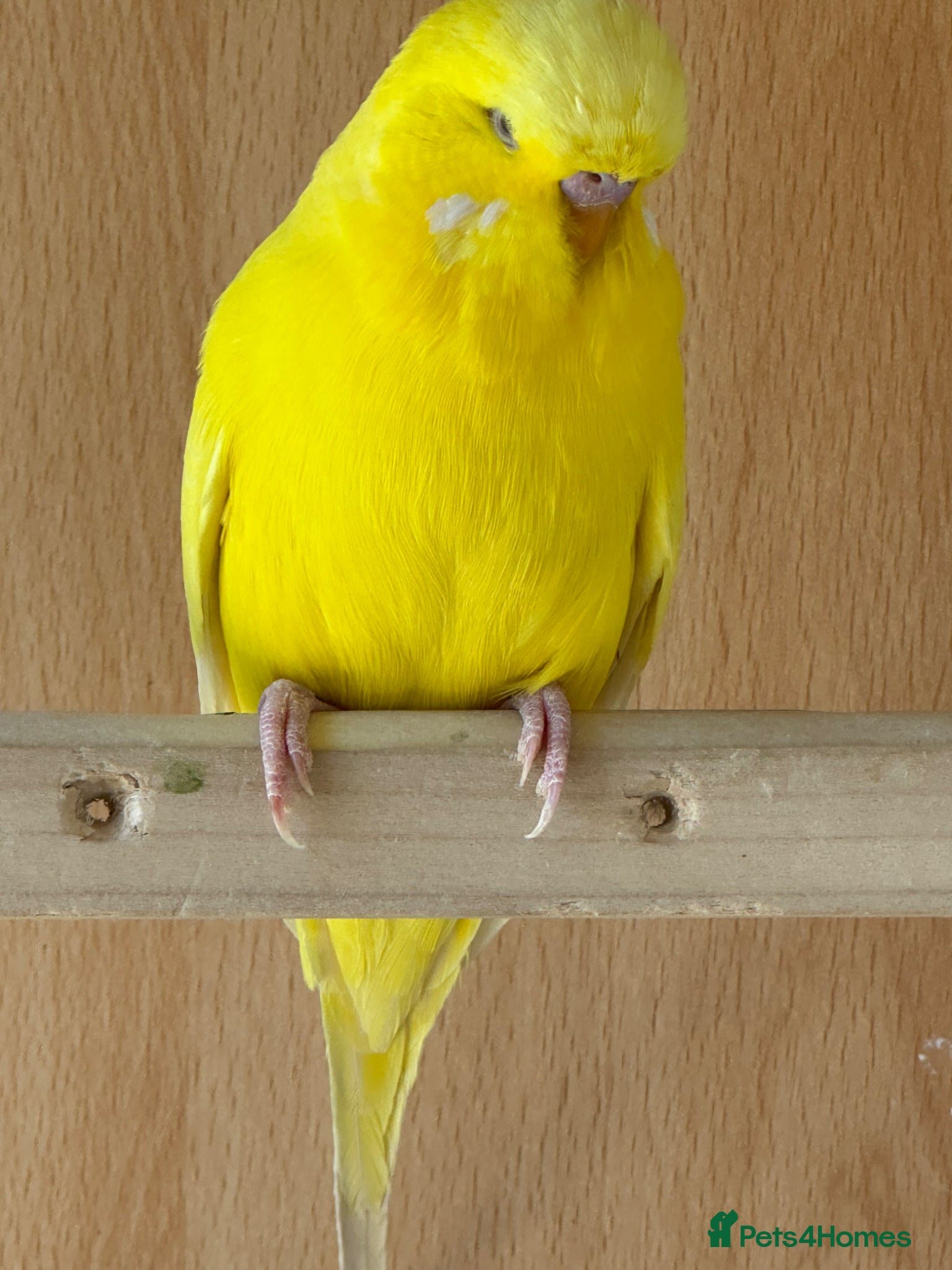 Budgerigars birds exhibition males lutino and white and a female - Advert 1