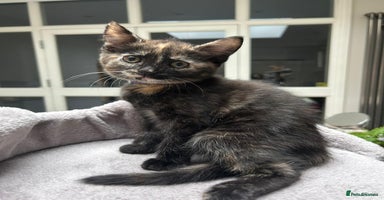 Mixed Breed cats - Advert 3