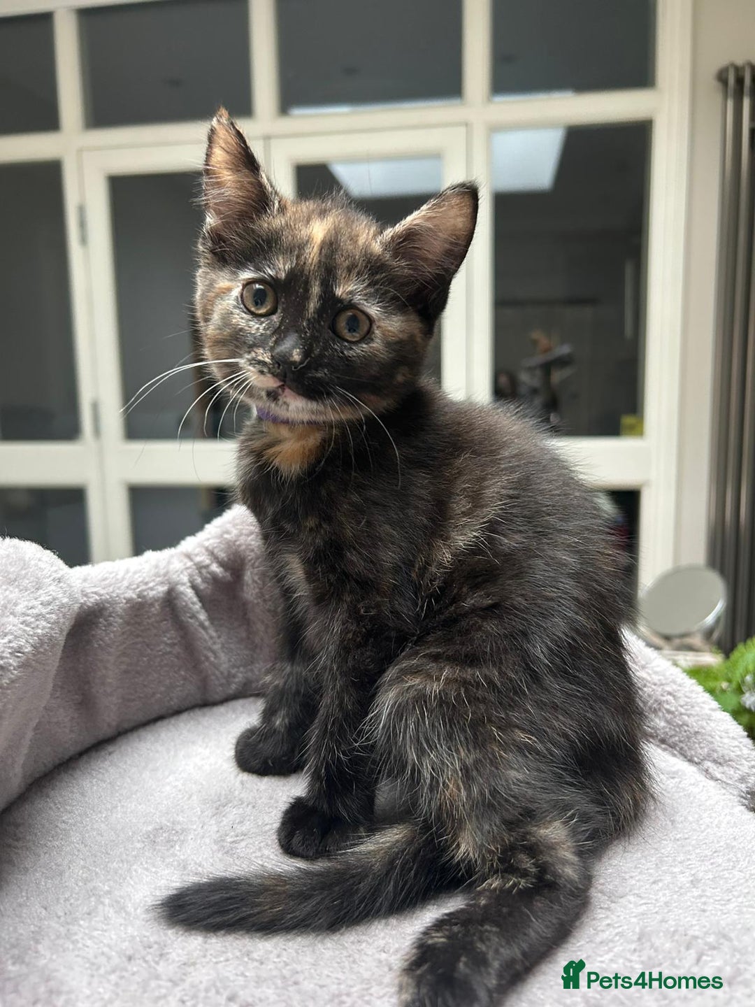 Mixed Breed cats for sale: 6 cute kittens 😸 ♥️ - Image 3