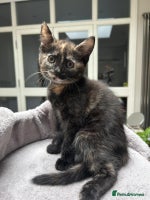 Mixed Breed cats - Advert 4