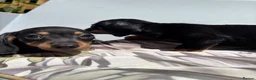 Dachshund dogs for sale: Mini Daushound ready now  - Advert 3