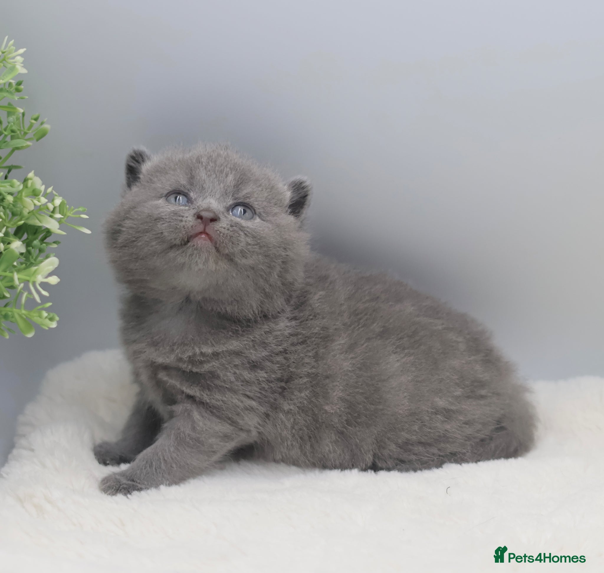 British Shorthair cats PEDIGREE REGISTERED CHUNKY BRITISH SHORTHAIRS - Advert 2