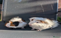 Guinea Pig rodents for sale: Two bonded Guinea pigs - Image 2